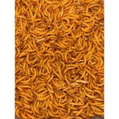 Mealworn 200 Adet Akvaryum Balığı Yemi ve Kanatlı Yemi(Unkurdu) - 1