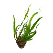 Meç Akvaryum Canlı Bitki (1 Kök) (Cryptocoryne) (Amozon Hançeri)