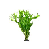 Meç Akvaryum Canlı Bitki (1 Kök) (Java Fern) (Microsorum Windelov)
