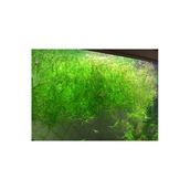 Meç Akvaryum Canlı Bitki 1 Paket (10X10) (Lepistes Otu) (Najas Guadalupensis)