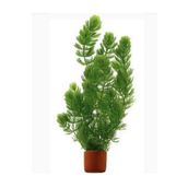 Meç Akvaryum Canlı Bitki (1 Saksı) (Ceratophyllum Demersum) (Tilki Kuyruğu)