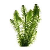 Meç Akvaryum Canlı Bitki (1 Saksı) (Elodea Canadensis)