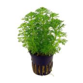 Meç Akvaryum Canlı Bitki (LİMNOPHİLA SESSİLİFLORA)