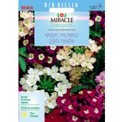 Miracle Karışık Renkli Yer Minesi Verbena Çiçeği 100 Tohum