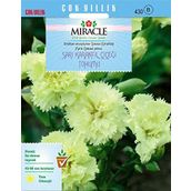 Miracle Marie Chabaud Sarı Karanfil Çiçeği 190 Tohum