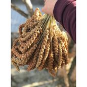 Murtcu Kızıl Dal Darı Protein Deposu Organik Kuş Yemi 5 Kg