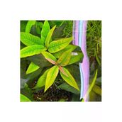 Nomaphila Siamensis Compact Saksı Canlı Bitki