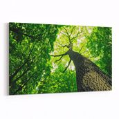 Olla 11051Y Ağaç Görseli Yatay 30x20 cm Kanvas Tablo