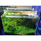 OrionLed Daylight 60 cm 3000K Akvaryum Led Aydınlatma