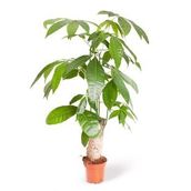 Pachira Para Ağacı Çiçeği