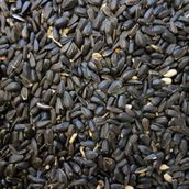 Papağan Çekirdek Yemi 1 Kg Ufak Taneli Ücretsiz Kargo