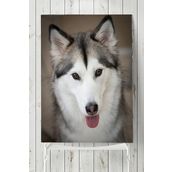 Postermanya Husky Hayvan 40x60 cm Poster