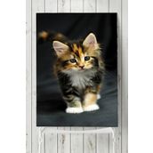 Postermanya Kedi Hayvan 2 30x40 cm Poster