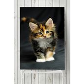 Postermanya Kedi Hayvan 2 40x60 cm Poster