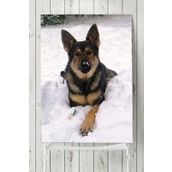 Postermanya Kurt Köpeği Hayvan 30x40 cm Poster