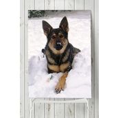 Postermanya Kurt Köpeği Hayvan 70x100 cm Poster