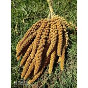 Quik Doğal Dari Kuş Yemi 500 Gr