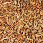 Rotifish Kurutulmuş Gammarus ( Karides ) Kaplumbağa ve Balık Yemi 500 gr