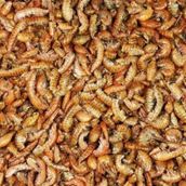 Rotifish Kurutulmuş Gammarus ( Karides) Kaplumbağa Ve Balık Yemi ( Kovadan Bölme) 50 Gr