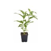 SEFE BOTANİK Kolonya Limon Çiçeği Akşam Gece Sefası Melisa 2 Adet 20-40 Cm