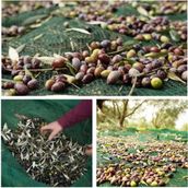 Sera Trend 3x6 m 75'lik Zeytin Toplama Gölgelik Fındık Fıstık Dut Meyve Taban Örtü Filesi
