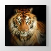 Tabloshop Asil Kaplan Yağlıboya 60x60 cm Tablo
