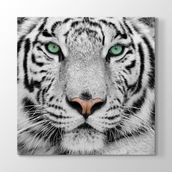 Tabloshop Beyaz Kaplan 40x40 cm Tablo