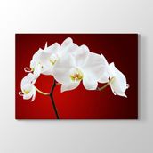 Tabloshop Beyaz Orkide 75x50 cm Tablo