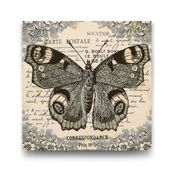 Tabloshop Kelebek Çizim 70x70 cm Tablo