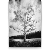 Tabloshop Siyah Beyaz Kuru Ağaç 40x60 cm Tablo