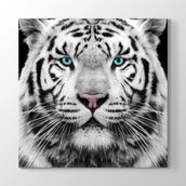 Tabloshop Yeşil Gözlü Beyaz Kaplan 70x70 cm Tablosu