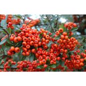Tohhum 25+Tohum Redberry Tavşan Elması Tohumu