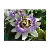 Tohhum 5 Adet Passiflora Tohumu