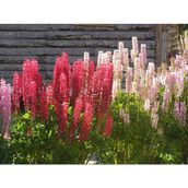 Tohhum Acı Bakla Çiçeği Lupine Tohum