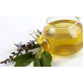 Tohhum Adaçayı Salvia Officinalis Tohumu