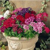 Tohhum Mine Çiçeği Verbena Grandiflora Tohum