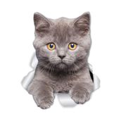 TSC Kırık Cam Efekti Kedi Araba Oto Sticker Etiket Beyaz, Kedixx33