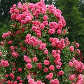 Tüplü Aşılı Kokulu Yediveren Rosarium Uetersen Sarmaşık Gül Fidanı