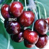 Tüplü Çok İri Meyveli Bing Kiraz Fidanı