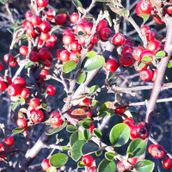 Tüplü Cotoneaster Taş Elması Fidanı