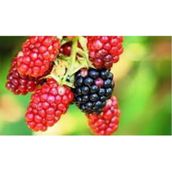 Tüplü Dikensiz Bursa -1 Böğürtlen Fidanı