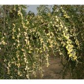 Tüplü İspanyol Bodur Arbequina Zeytin Fidanı 1yaş