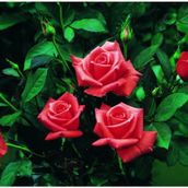 Tüplü Lady Rose Kokulu Gül Fidanı