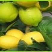 Tüplü Yediveren Limon Fidanı Saksılı