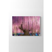 Wisteria Ağacı Tablosu