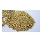 Yulaf Tohumu Kuş Yemi 1 Kg