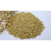 Yulaf Tohumu Kuş Yemi 500 Gram