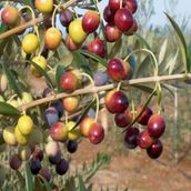 Zenfidan 2 Yaş Arbequina Zeytin Tüplü Fidan