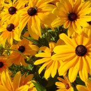 100 Adet Afrika Papatyası Rudbeckia Tohumu