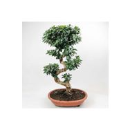 100 cm Ficus S Bonsai